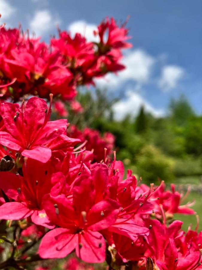 Fujimi Julian'S English Homestay And Pension מראה חיצוני תמונה